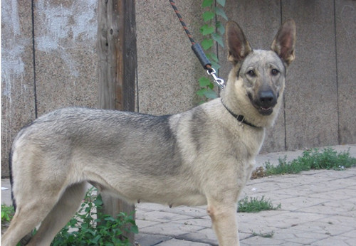 狼青那些事狼青伤口流水怎么办狗狗伤口一直流水怎么处理