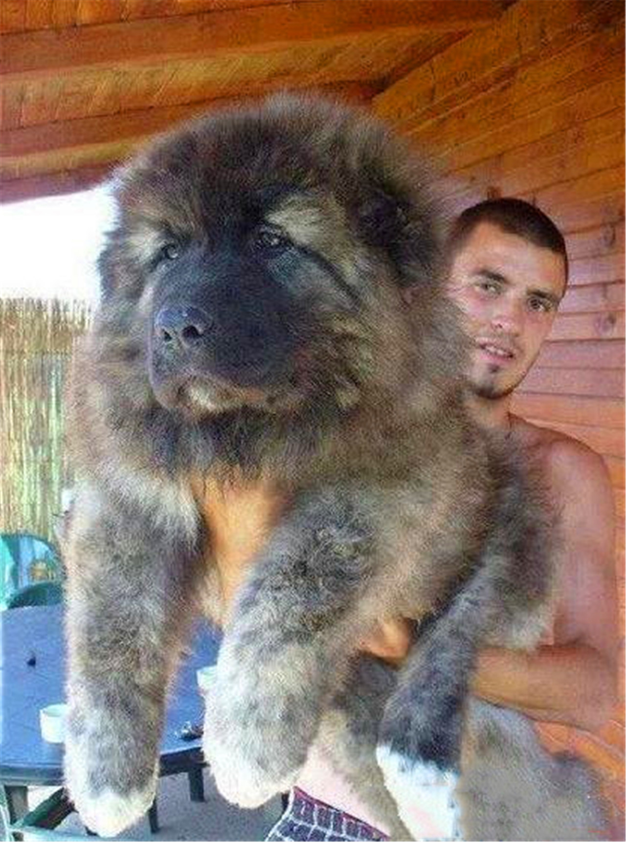 俄罗斯小伙街边收养的流浪狗,三个月后长成"巨熊"价值上万