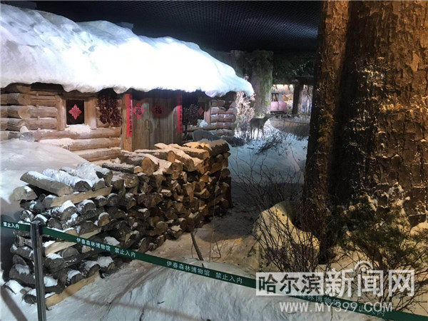 新时代东北振兴与大自然来场奇妙相遇走进伊春森林博物馆