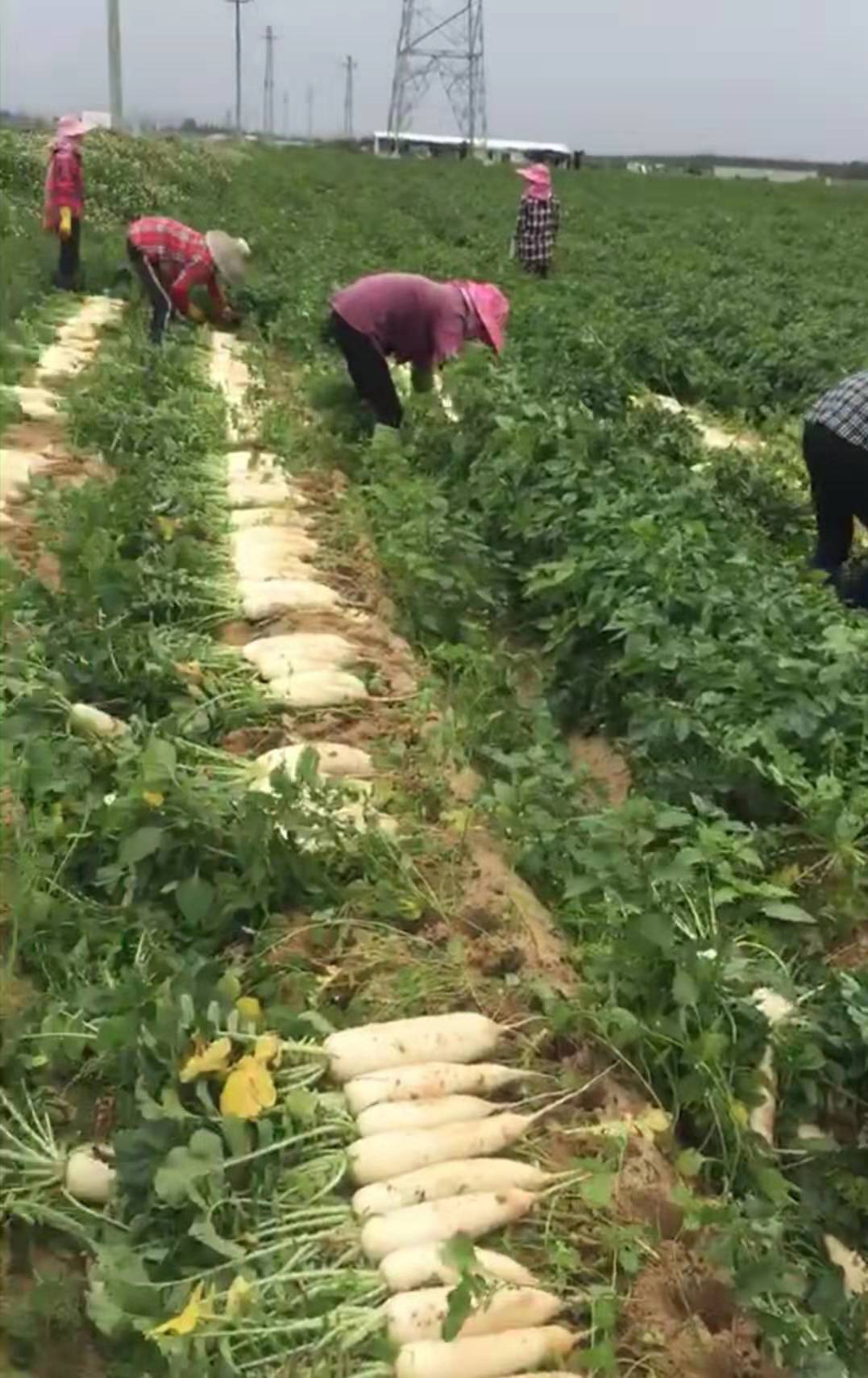 图为陆丰市萝卜省级现代农业产业园区优质萝卜示范种植基地生产现场