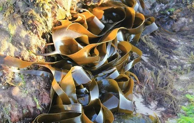 海带竟然有这么多好处!只恨没有早点知道!