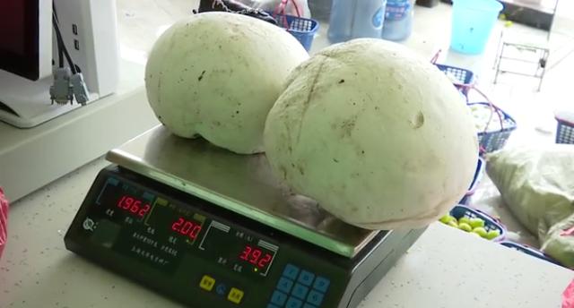 俗称"马屁包"2斤多重一个 你见过吗?