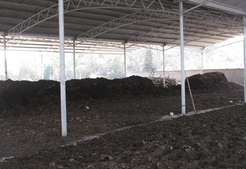 猪粪能直接做肥料吗?有哪些危害?聪明人都这样用!