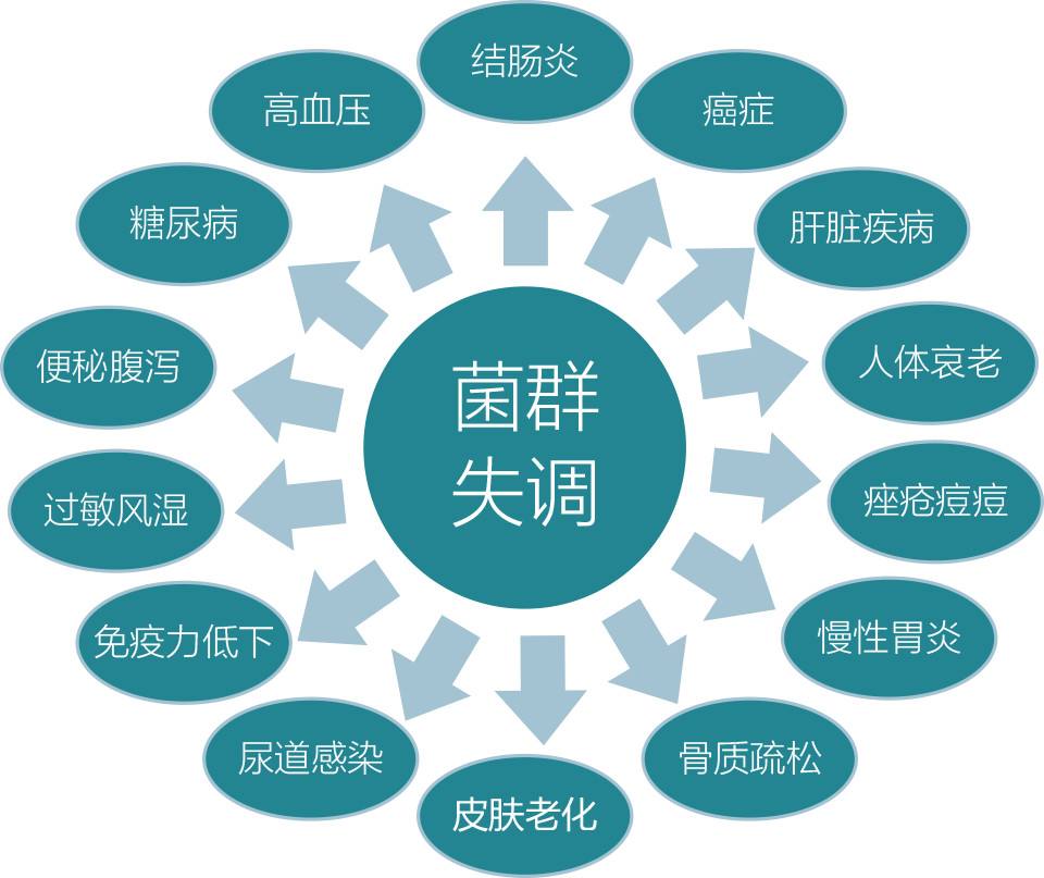 保护肠道的安全卫士 益生菌 与你不知道的秘密_人体