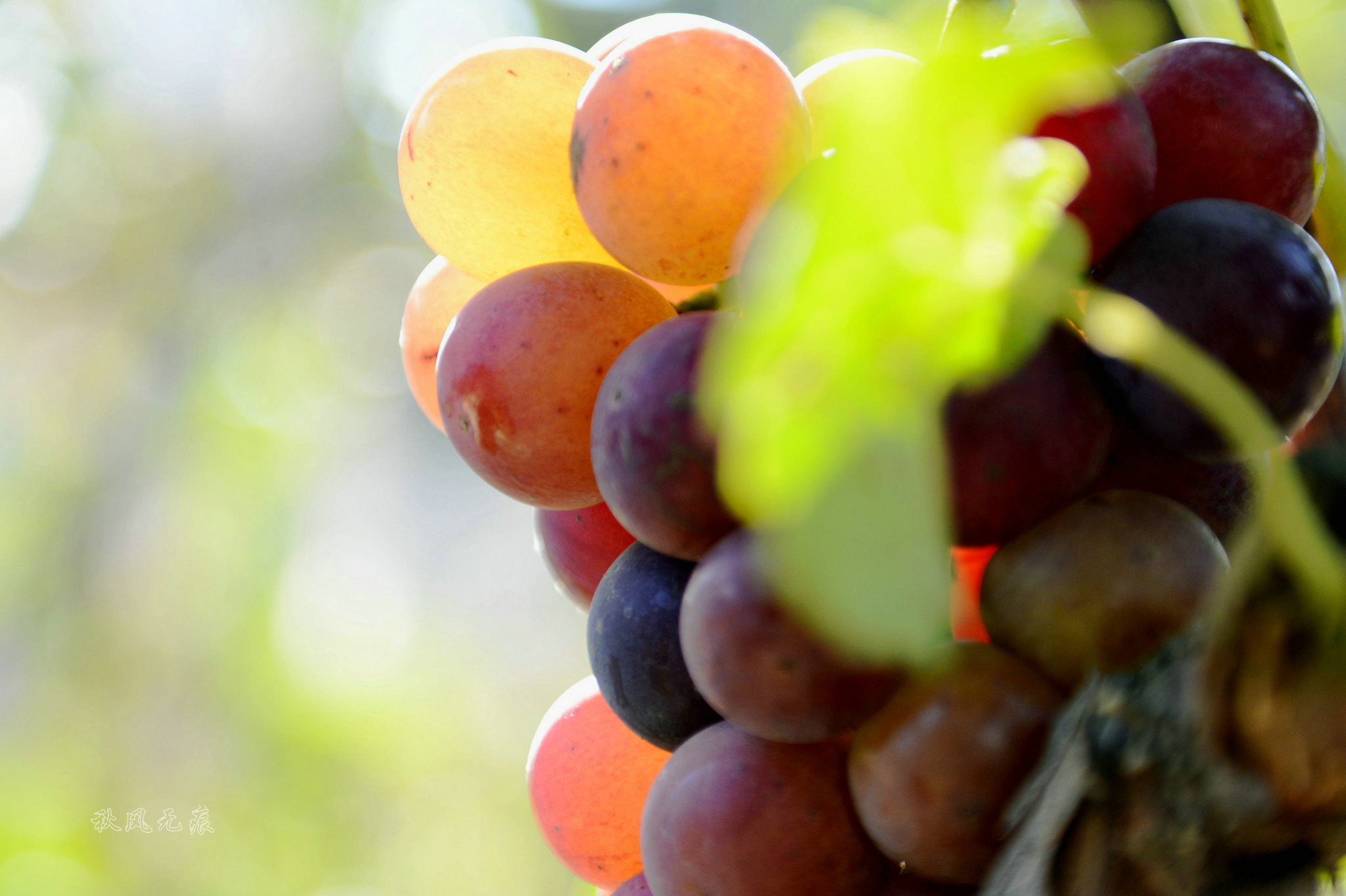 【秋风无痕人有忆】原创丹凤寻觅丰收节里的甜蜜果香与幸福喜悦