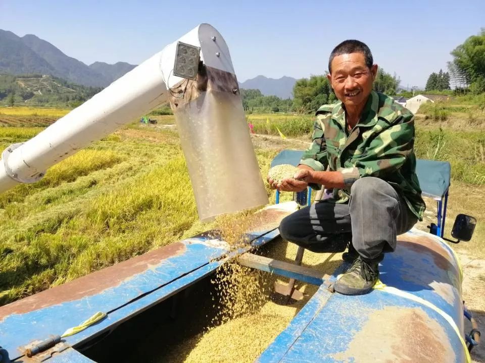 乌石镇长芦村岭二组合作社社员徐长龙手捧金黄色的稻谷对记者说,今年