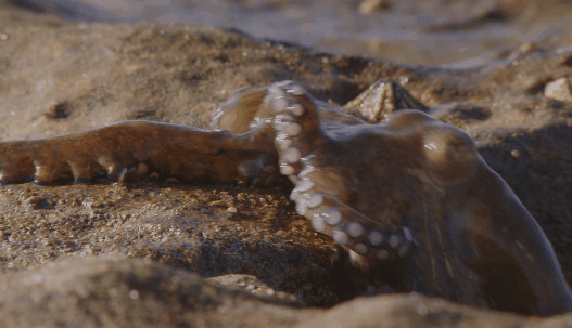 这只章鱼依靠八只触角上几十个强有力的吸盘在礁石间爬行,搜寻着可口