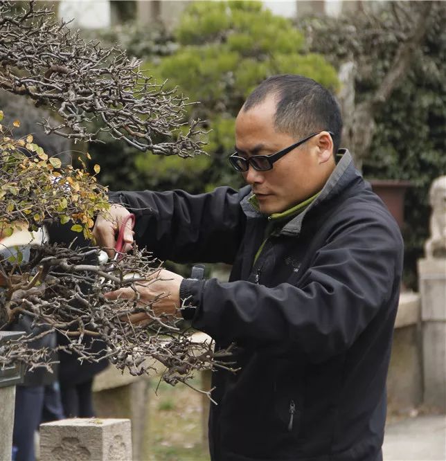 园方将邀请国家级非物质文化遗产项目之苏派盆景 王继强大师现场授课"