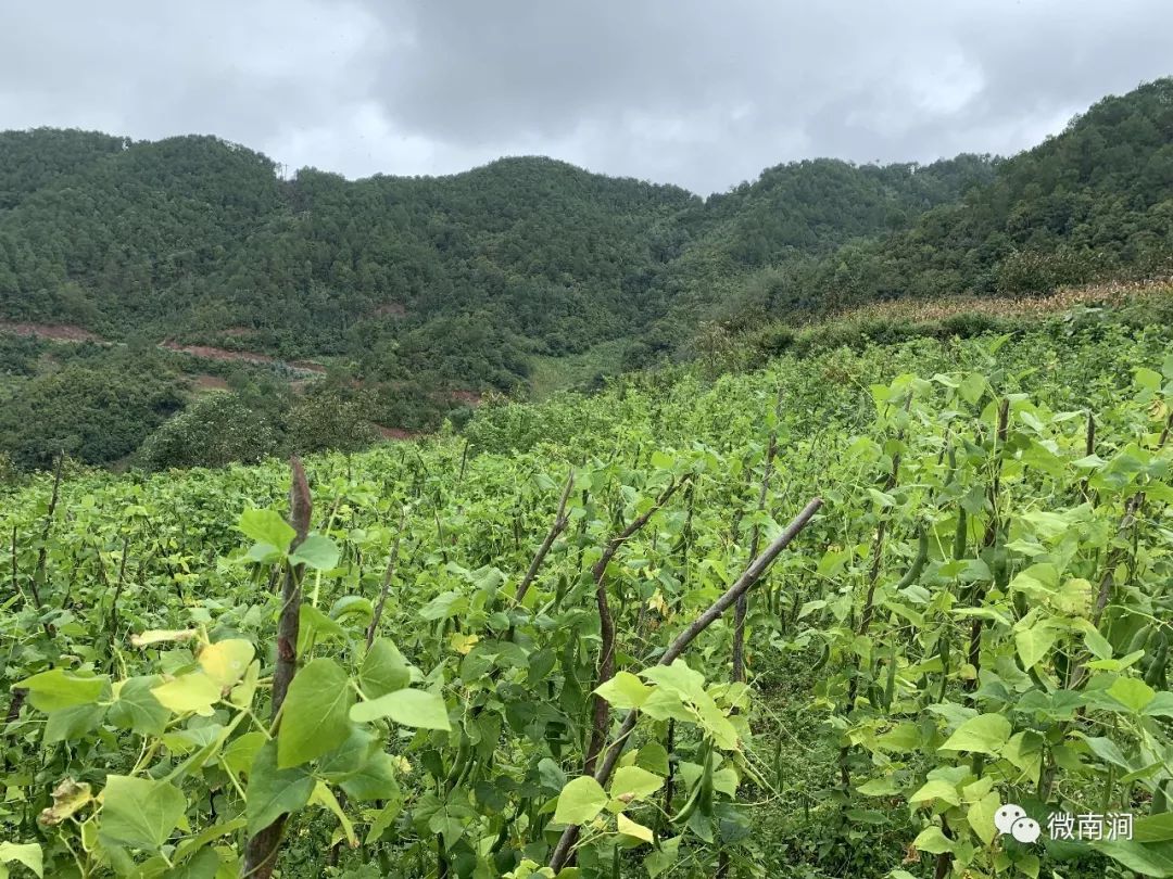 白芸豆生长环境图片