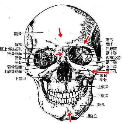 分别是前额,眉弓,颧骨,山根和下巴,而不同人种的区别就在于面部高差不