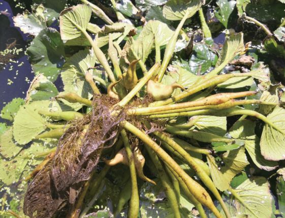 生活提醒秋分至菱角鲜三垟湿地头水黄菱上市啦
