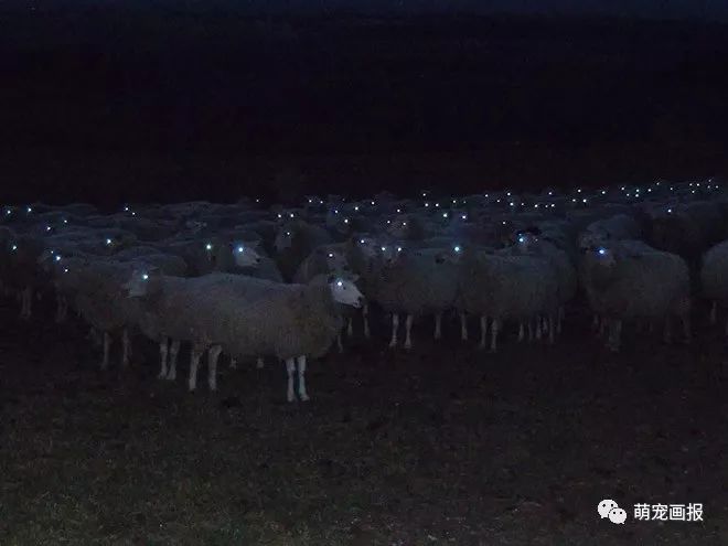 夜晚走在路上,遇到了一群羊,然后我对着它们拍了张照