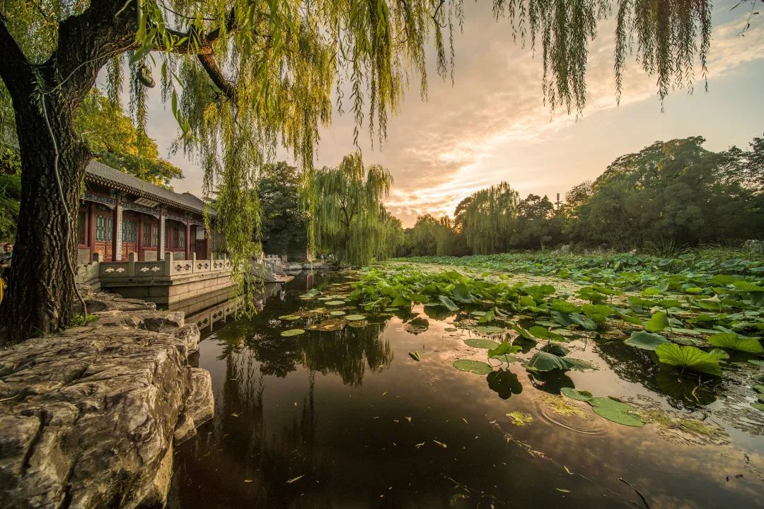 人入木阴"之致夏季荷花盛开,一片葱郁之色(水木清华荷花池,近春园荷塘