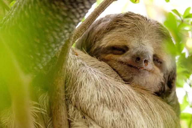 释疑丨为何动物们的睡姿千奇百怪