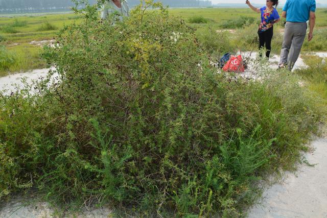 鹽鹼地改良新思路白刺果生物改良鹽鹼地在通榆縣試驗成功