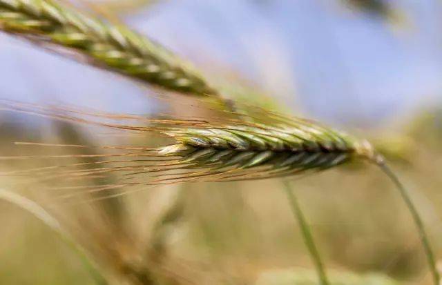 9月25日天秤星座花松蕈黑麦