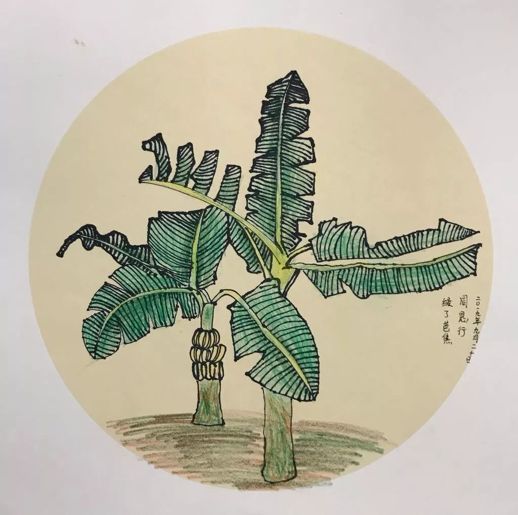 巴蕉叶的图画图片