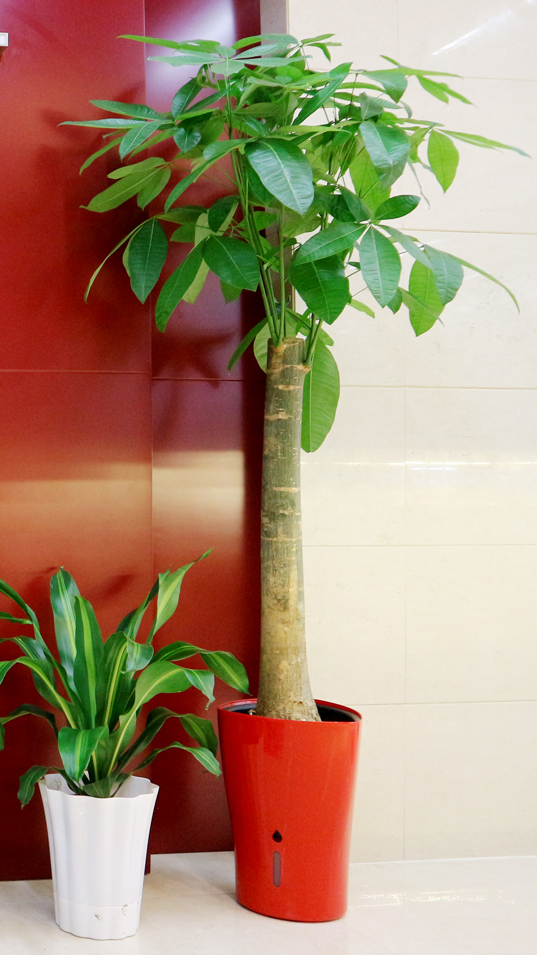 办公室放什么植物风水好?