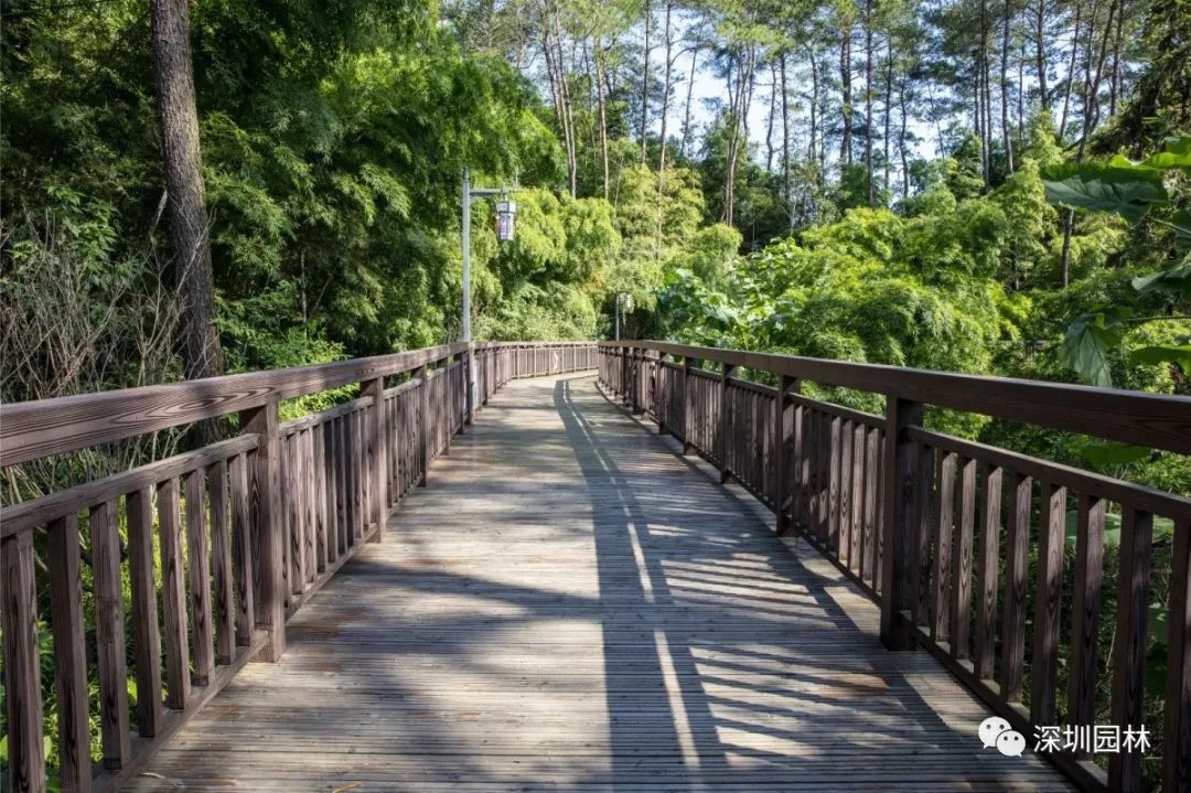 深圳園林作品民生工程暖人心全南縣梅子山公園大變樣