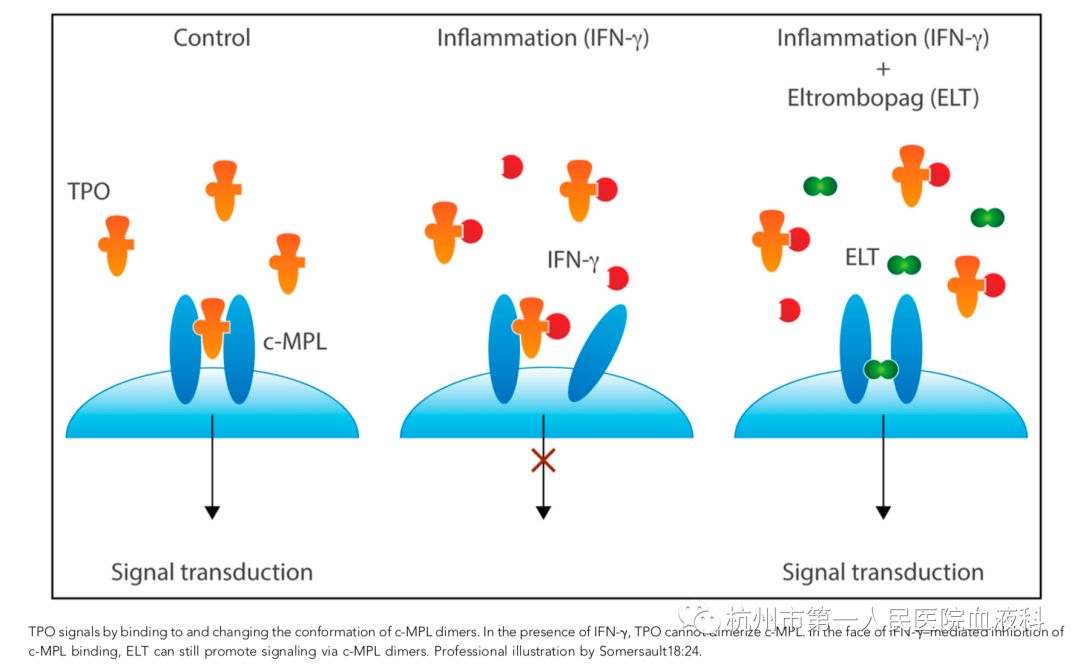 bloodifnγ结合tpo抑制造血