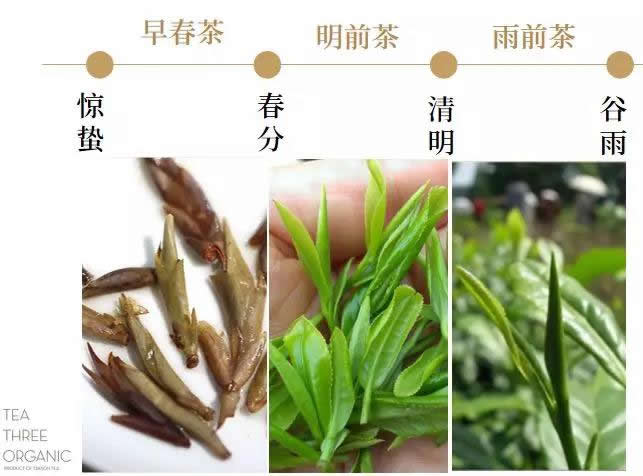 春茶一般是三月下旬--小满采摘,其中又分为早春茶,明前茶以及雨前茶.