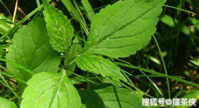 苦爹菜能为人体补充丰富营养,因为苦爹菜中含有丰富胡萝卜素和维生素