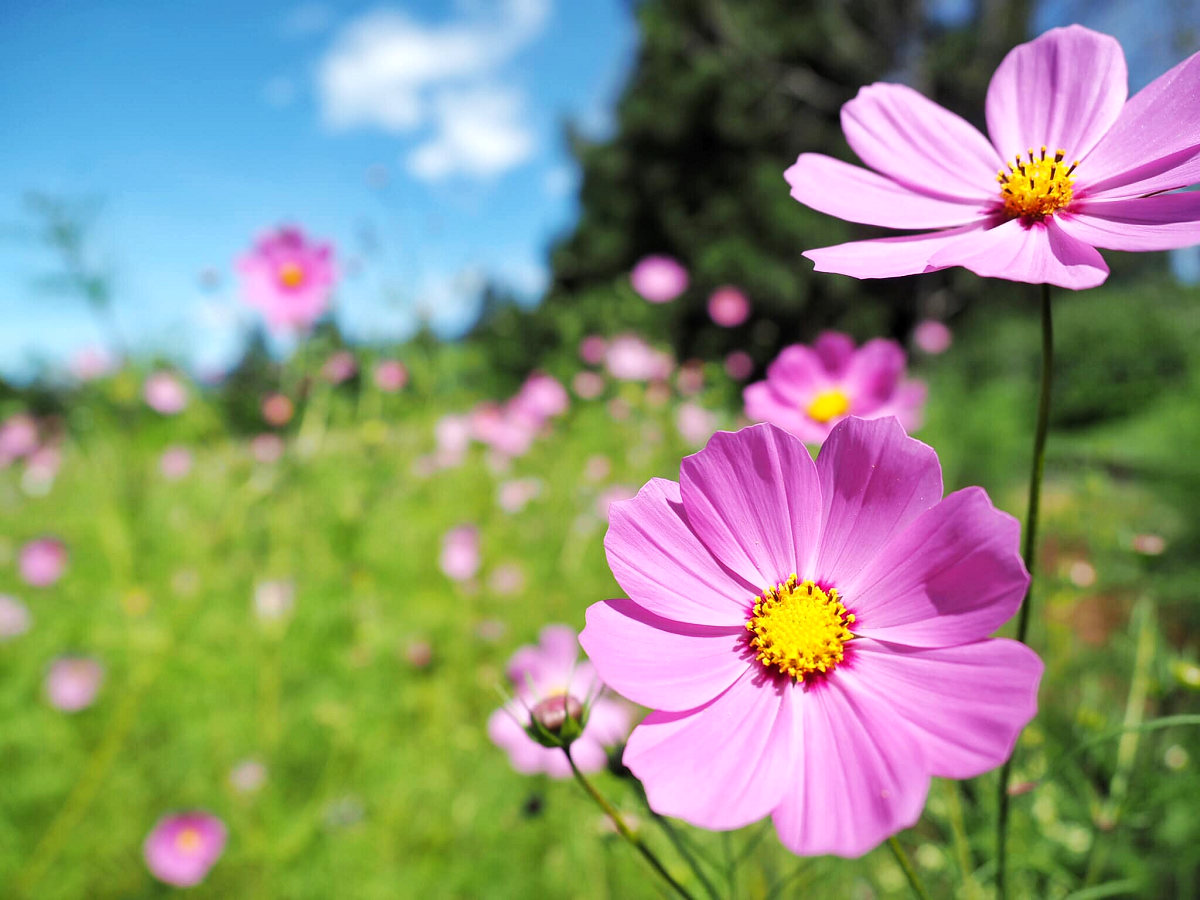 福寿山波斯菊花海,不可错过的限定美景!
