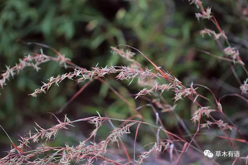 橘草在风中摇着风铃