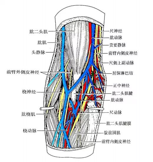 沿肱二头肌内侧沟伴肱动脉下行到肘窝,继在前臂指浅,深屈肌之间沿