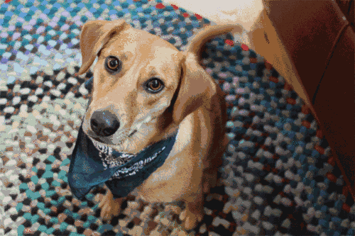 主人晕倒后,狗狗飞扑上前把他救活!48秒,感动所有人