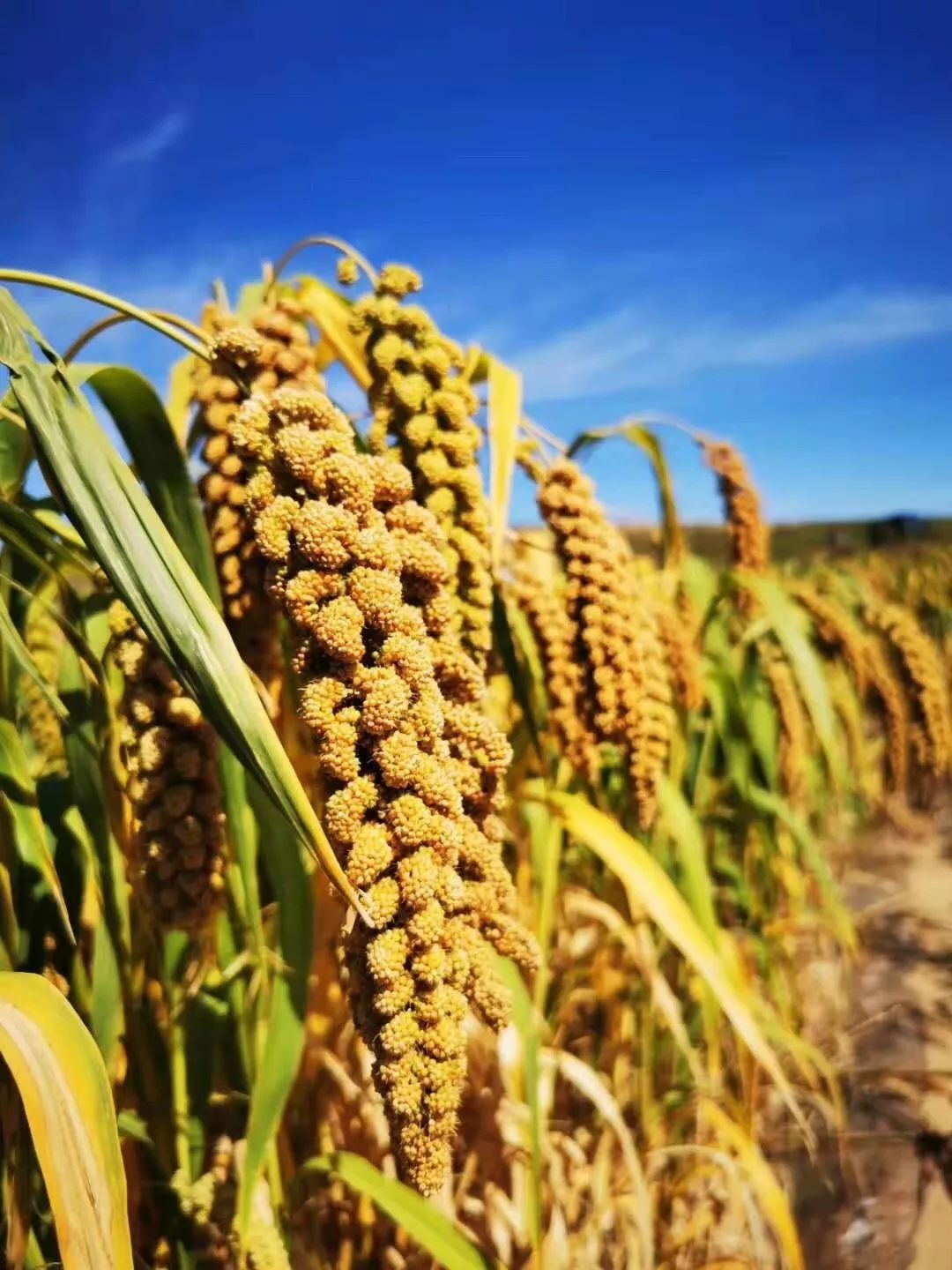 京东人眼中的最美中国丰收喽