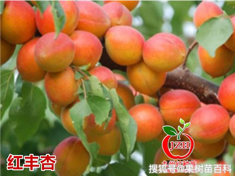 红丰杏树简介,杏树最佳树形_大山谷图库