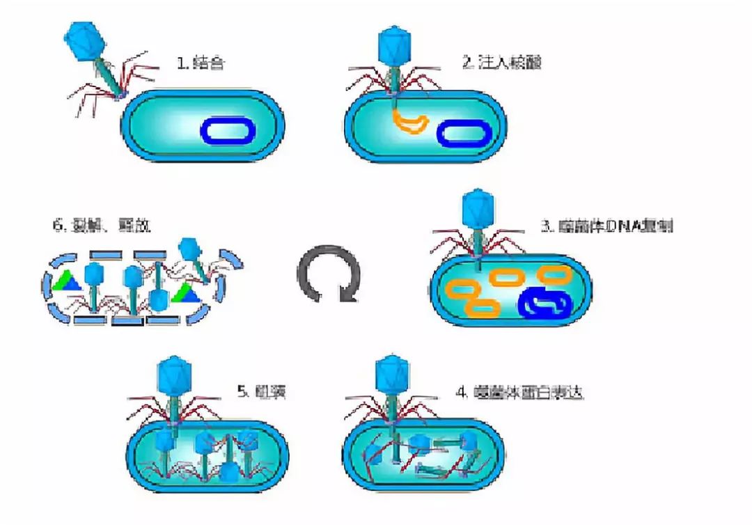 噬菌体生活史图片