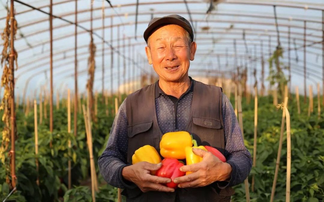 4万吨崇礼彩椒滞销 椒农盼市民施援手_张红甫