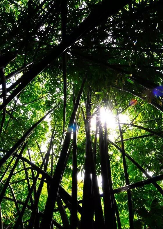 竹海漫步,感受东方神韵之美