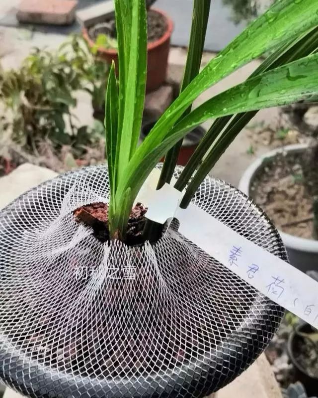 很多兰友在兰花盆面套一塑料网套对兰花生长有什么害处吗