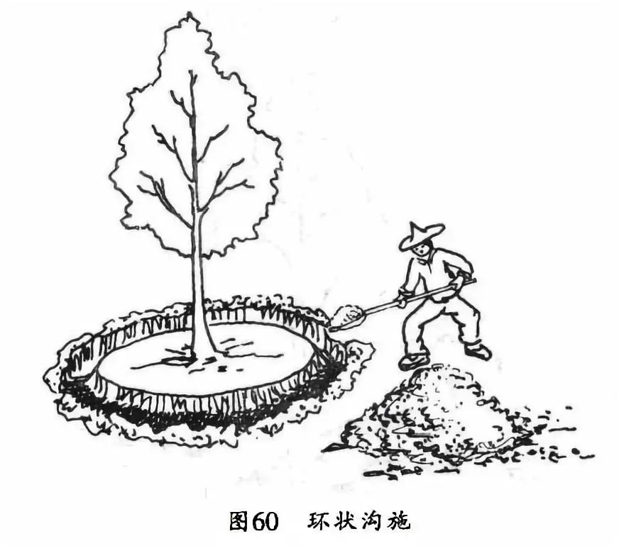 土肥果树秋施基肥好处不少要注意这些细节