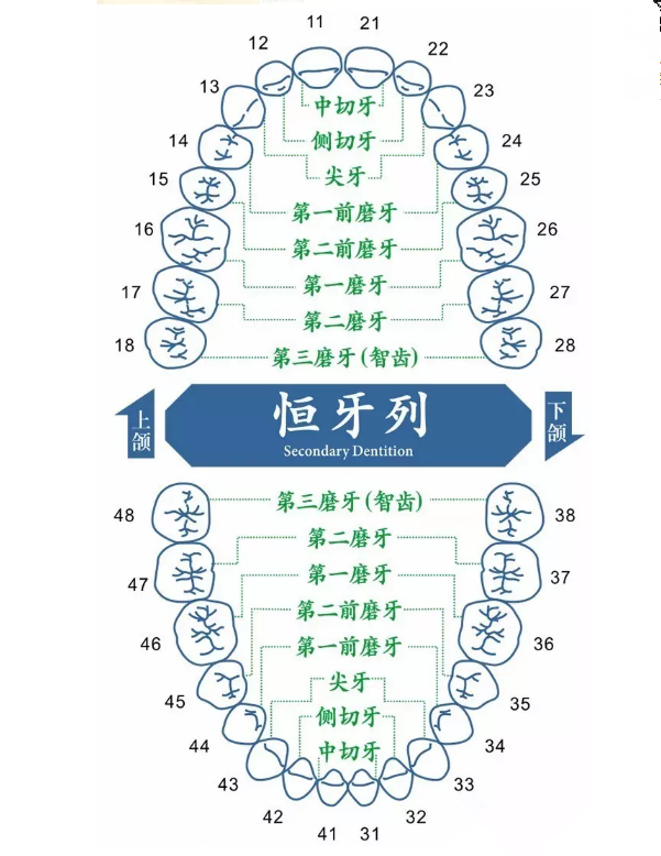 前磨牙 9-13歲第二恆磨牙11-13歲第一恆磨牙 6-7歲第二乳磨牙 3-4歲第