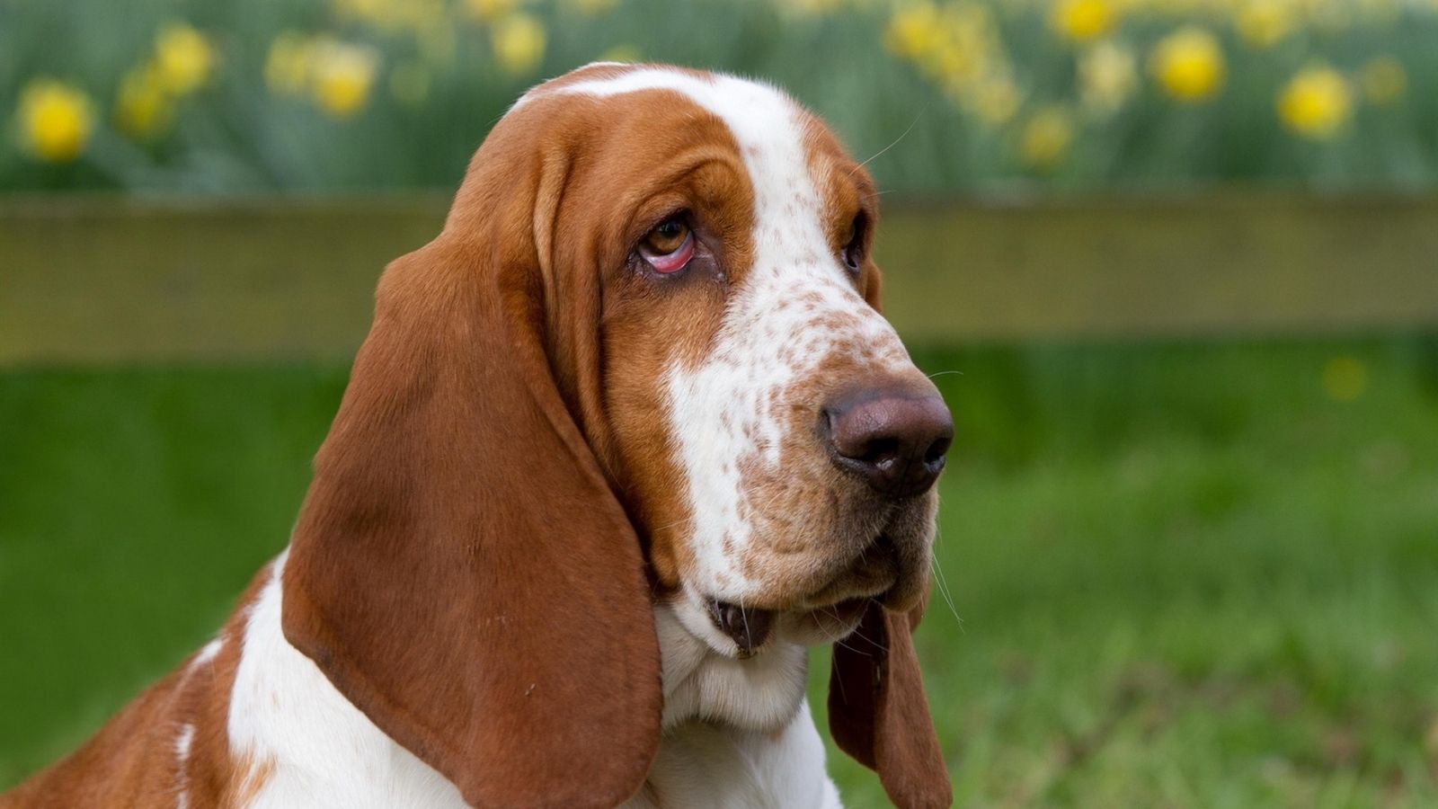 大耳朵下垂的狗品种图片