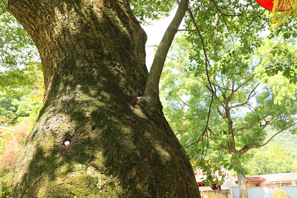 汪伦后裔居住地千年红豆杉母子樟树合体为一