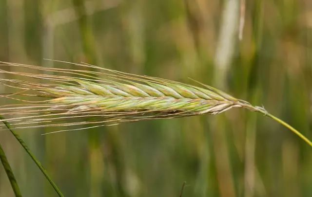 9月25日天秤星座花松蕈黑麦