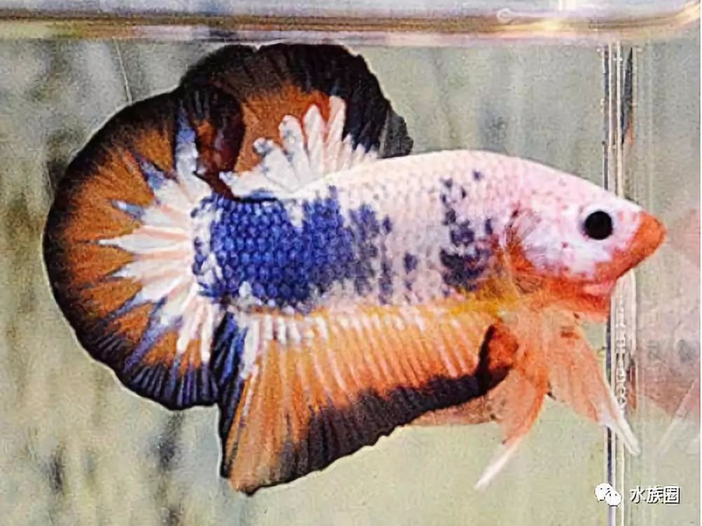 盘点一下鱼友繁殖过的观赏鱼和鱼类的繁殖方式