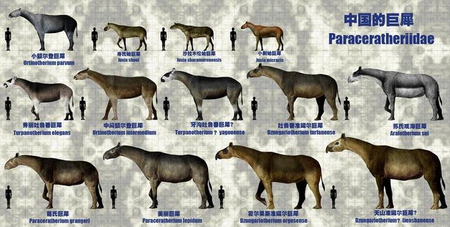 史上最大陆生哺乳动物个头堪比4头非洲象就生活在我国大地上