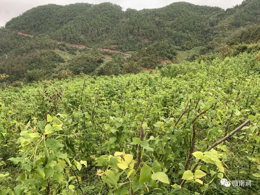 丰收61南涧⑤就等你了保安村的白芸豆可以陆续采摘了