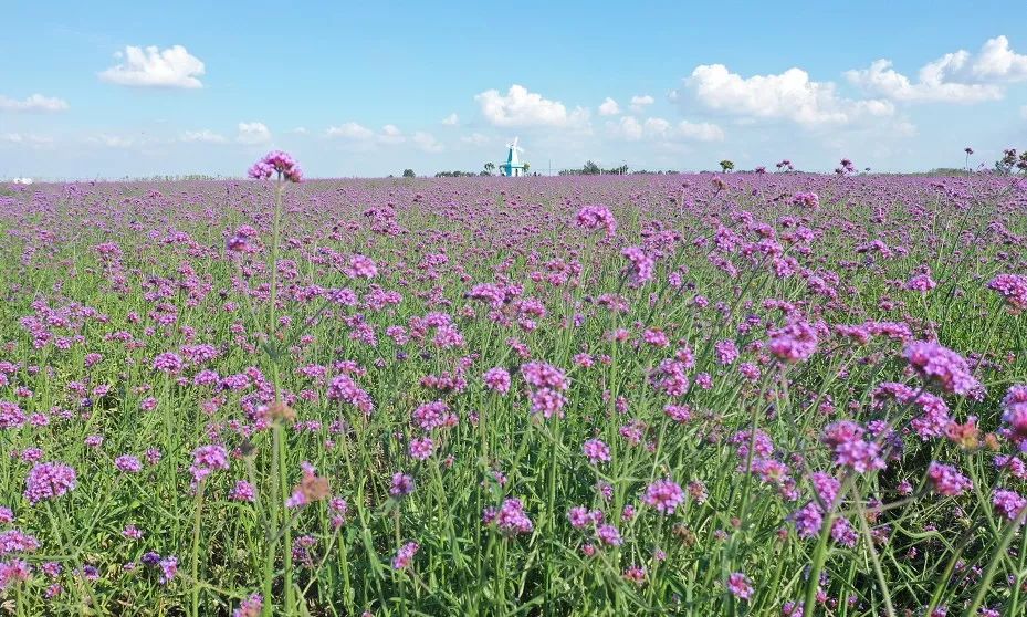 【等你来】"紫"为你,前所未有的紫色狂欢邀你放肆嗨!_伊甸园