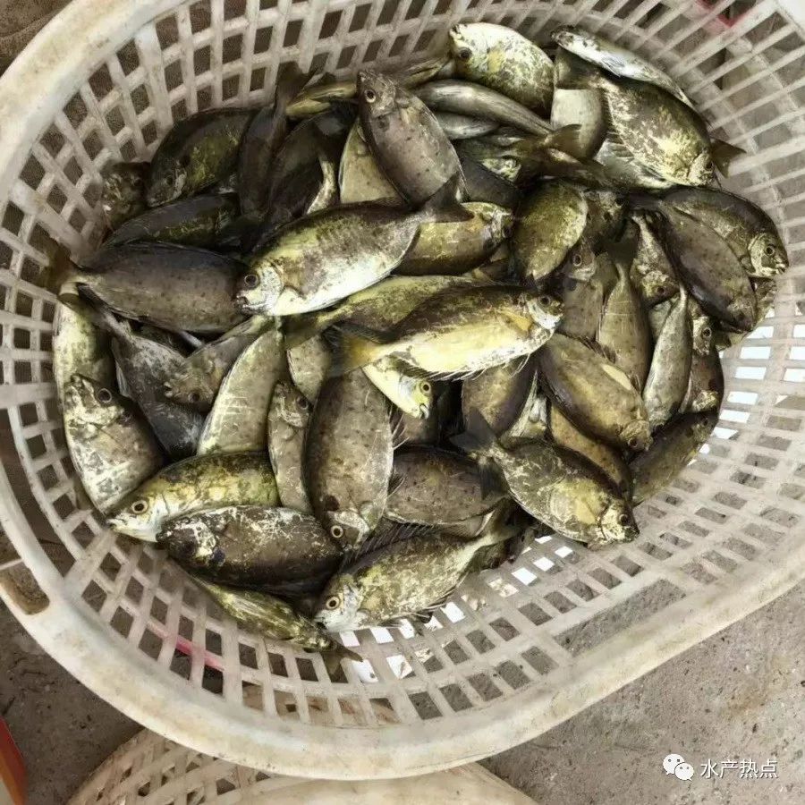 大涨6元斤篮子鱼后市仍有大利好养殖户惜售等待国庆黄金周