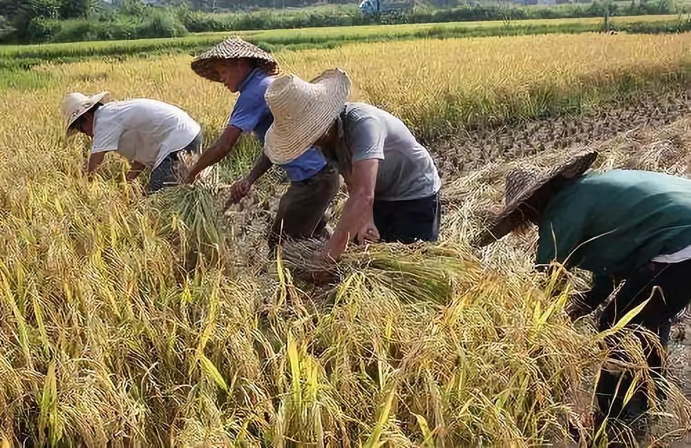 我们农村人收稻谷拢共分六步