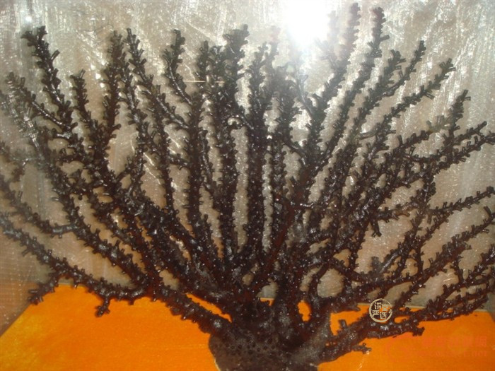 黑珊瑚是什么?它有什么用途?