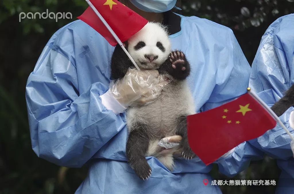 请给我一面国旗和一只熊猫@微信官方_成浪