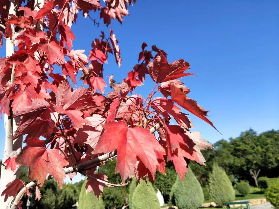 秋分|夏末秋凉里一点温热